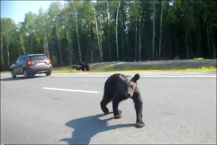 bears begging for food Siberia
