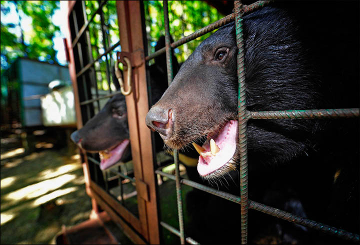 The Himalayan (or Asian) bears were cared for previously by pensioner  Lubov Leschchenko, living in cages in her backyard in the village of Dubovy Kliuch in the Far East of Russia.  