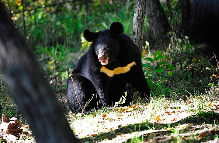 The Himalayan (or Asian) bears were cared for previously by pensioner  Lubov Leschchenko, living in cages in her backyard in the village of Dubovy Kliuch in the Far East of Russia.  