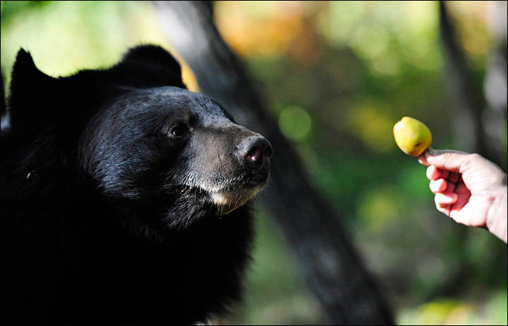 The Himalayan (or Asian) bears were cared for previously by pensioner  Lubov Leschchenko, living in cages in her backyard in the village of Dubovy Kliuch in the Far East of Russia.  