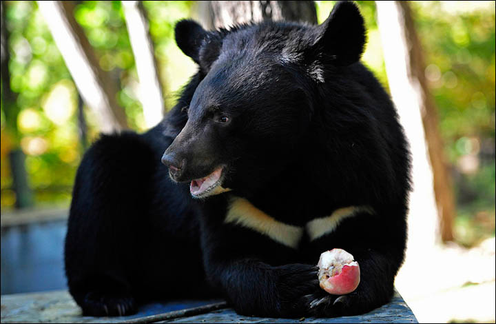 The Himalayan (or Asian) bears were cared for previously by pensioner  Lubov Leschchenko, living in cages in her backyard in the village of Dubovy Kliuch in the Far East of Russia.  