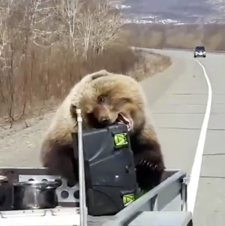 Hunters’ fury as a wild beast makes off with a box filled with their picnic.