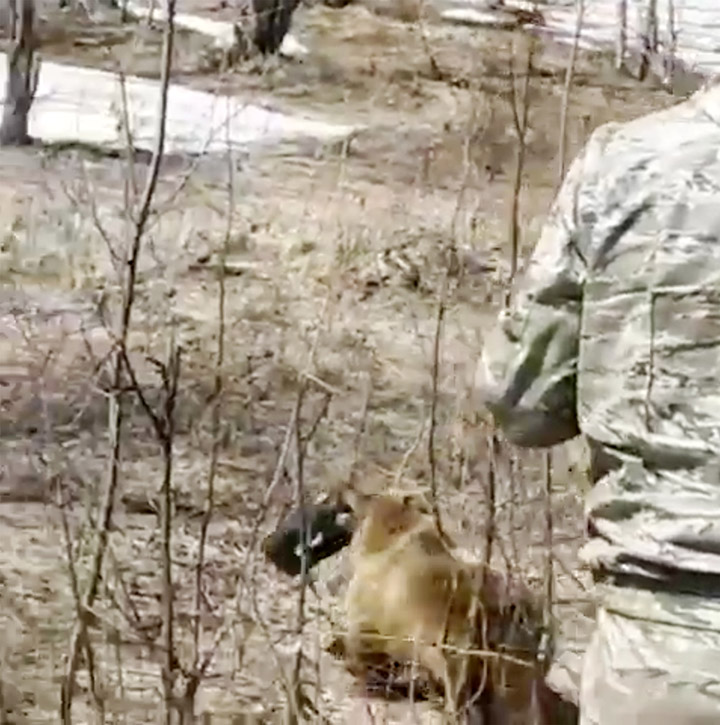 Hunters’ fury as a wild beast makes off with a box filled with their picnic.