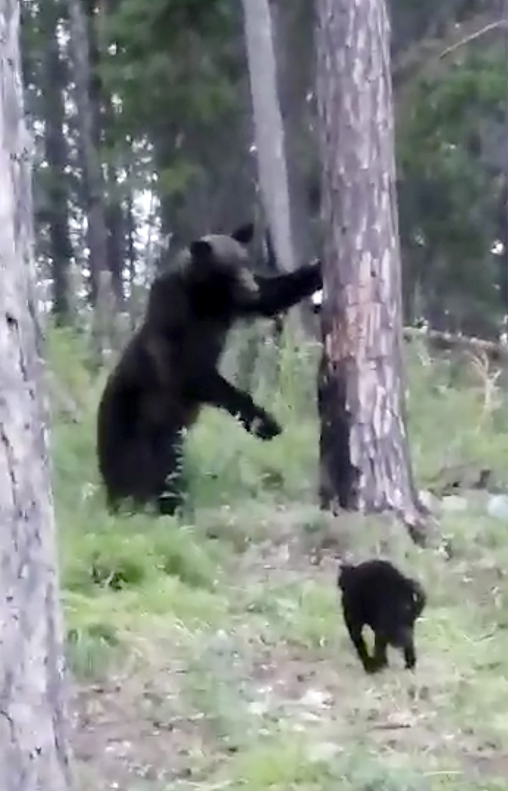 Vasya the cat chases away a brown bear in the woods of Eastern Siberia 