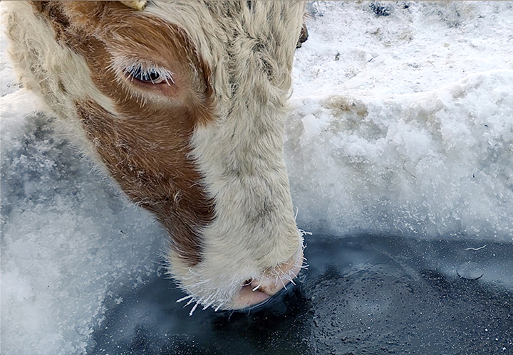 Cows in the world’s coldest inhabited place have to wear mouton bras for outdoor walks 