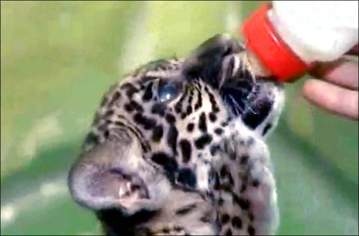 Cute jaguar cub is bottle fed after mother refuses to feed her at Novosibirsk Zoo