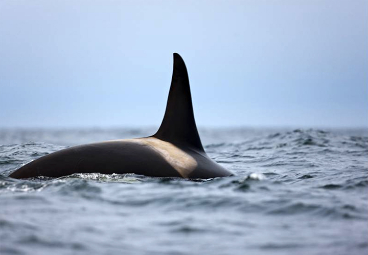 A gnawed to bones orca whale was found by a nature reserve ranger