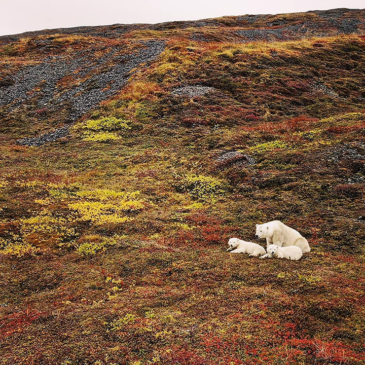 Polar bear mother brings her cubs into the Arctic town of Pevek in Chukotka