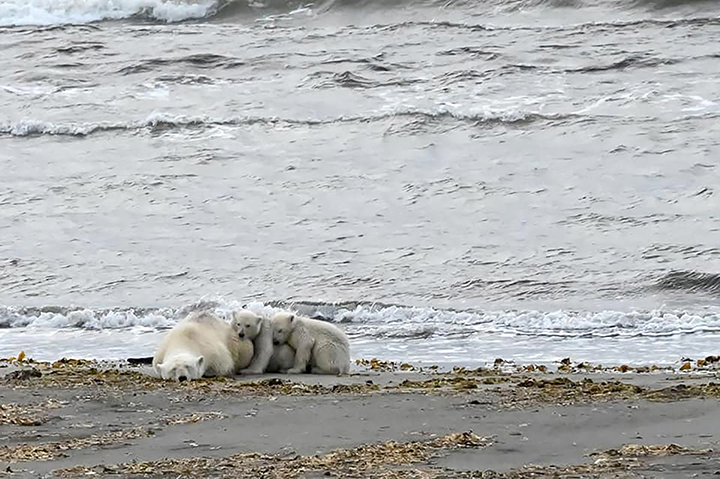 Polar bear mother brings her cubs into the Arctic town of Pevek in ChukotkaPolar bear mother brings her cubs into the Arctic town of Pevek in Chukotka