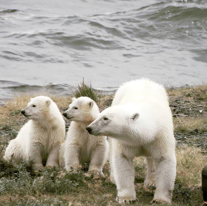 Polar bear mother brings her cubs into the Arctic town of Pevek in Chukotka