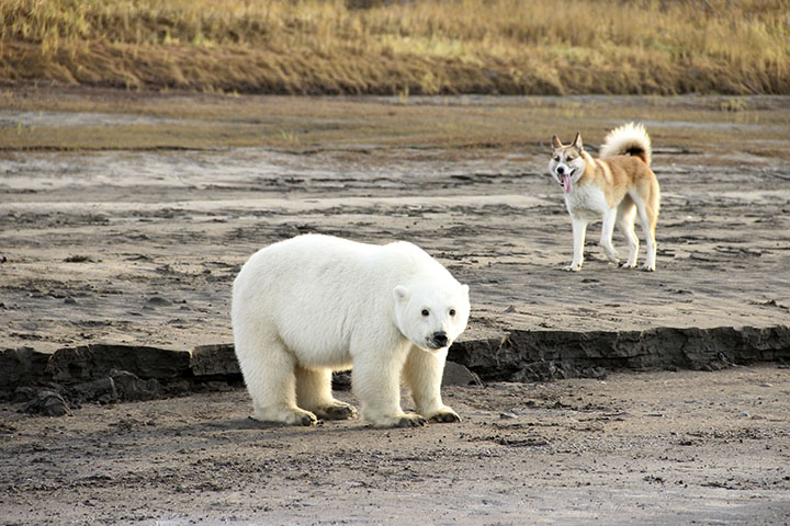 Polar bear filmed running along road in Yakutia 460km south of its natural Arctic habitat