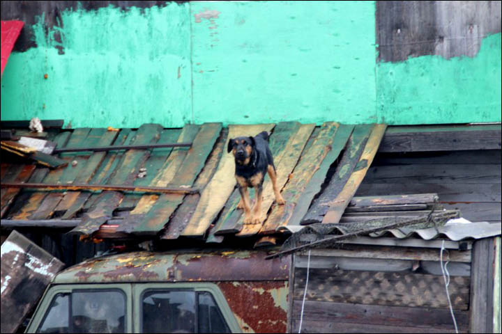Plea for homeless pets as worst-ever floods in Russian Far East finally subside 
