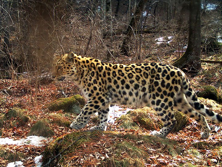 saving the world's most endangered big cats