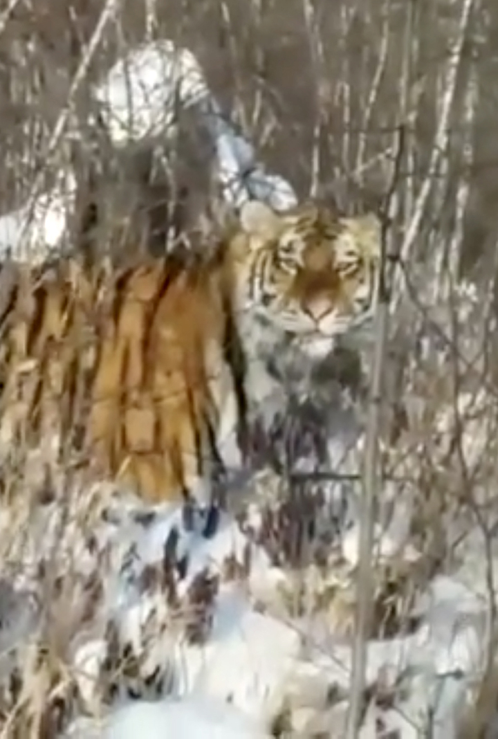 Villagers in the Russian Far East have been terrorised by a wild big cat in recent weeks. 