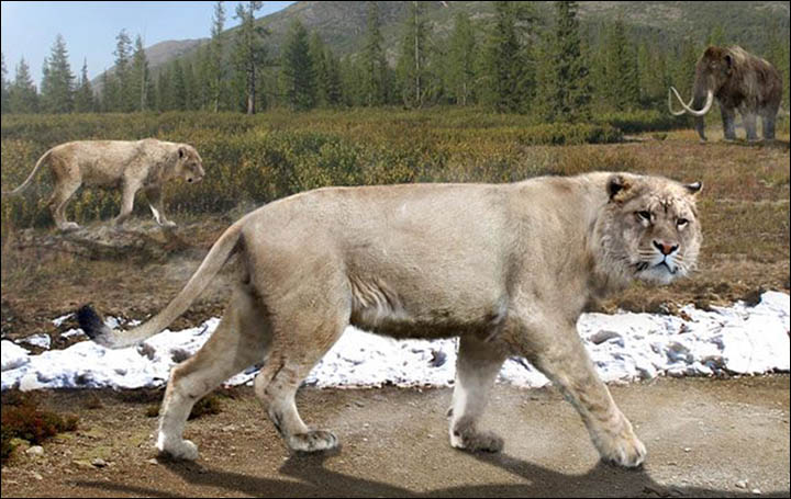 prehistoric predators american lion