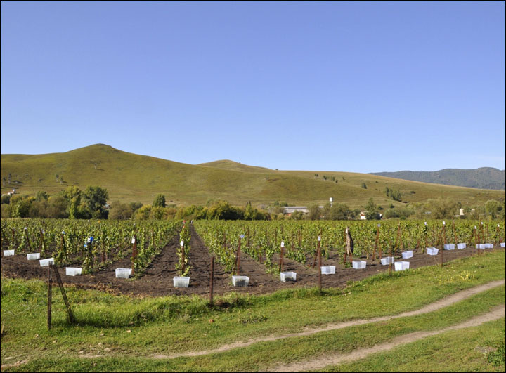 Vineyards in Altai region