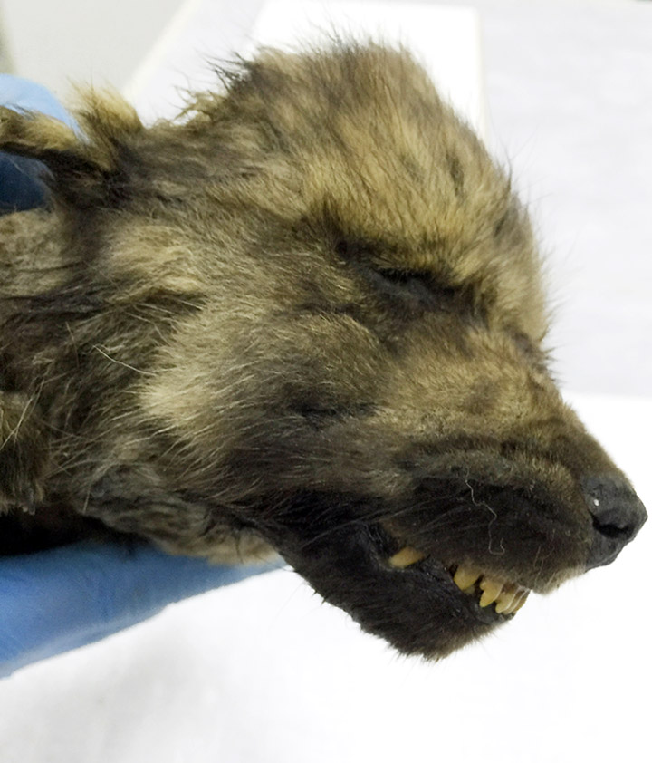 Amazingly preserved puppy with its whiskers, eyelashes, hair and velvety nose intact puzzle scientists 