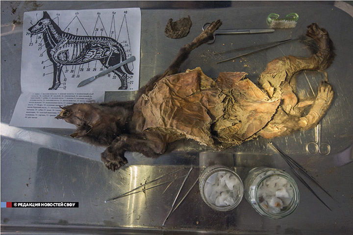 Amazingly preserved puppy with its whiskers, eyelashes, hair and velvety nose intact puzzle scientists 