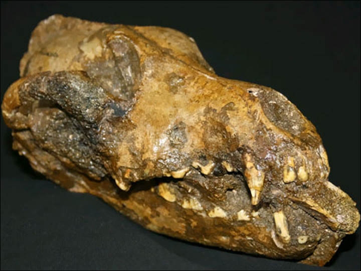 Ancient dog scull found in Predmosti