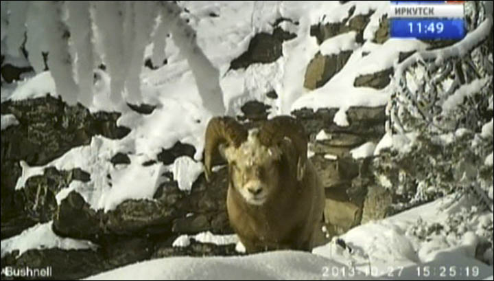 Kodar bighorn sheep