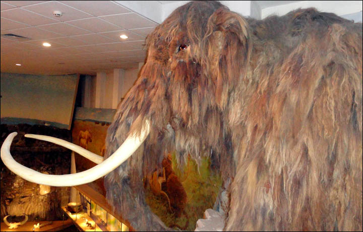 Team Of International Scientists Poised For Hunt To New Woolly Mammoth Graveyard