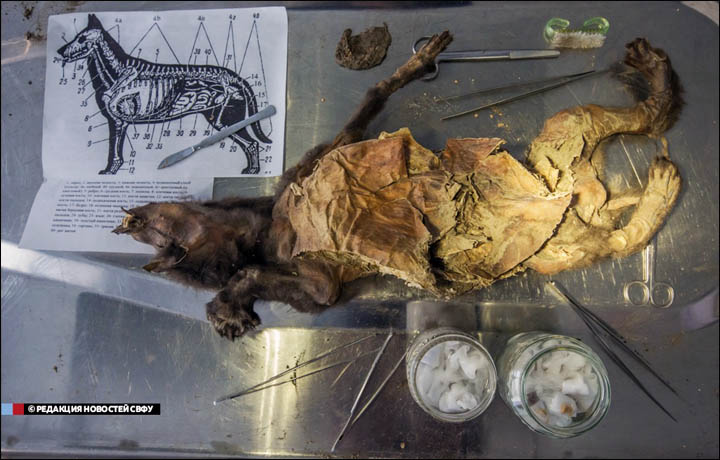 The dog, believed to be a three-month-old female, was unearthed in 2011 on the Syallakh River in the Ust-Yana region of Yakutia, also known as the Sakha Republic. Picture: NEFU