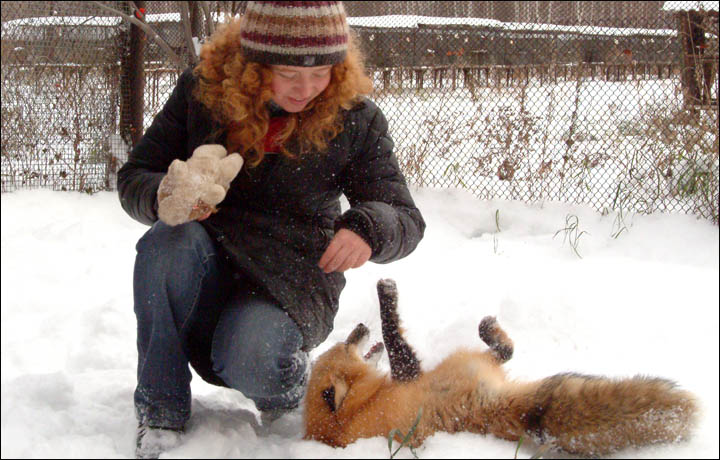 can you train a fox like a dog