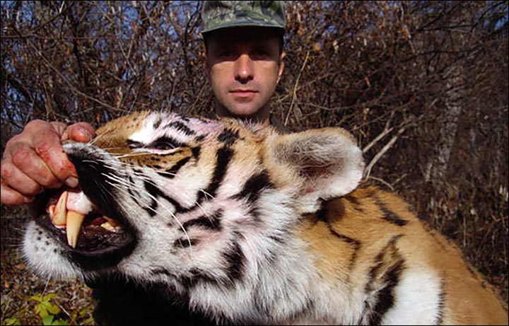 Poacher fined $155,000 for illegal hunting of 6 endangered tigers, and 46  bears