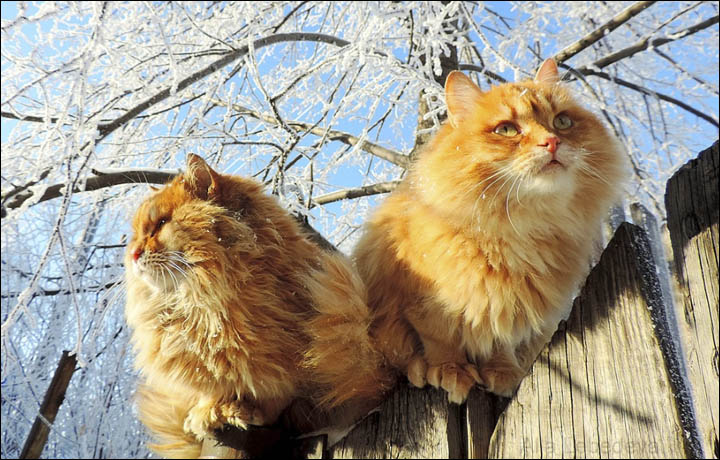 Siberian Farmers Cats Become An Unexpected Internet Sensation 
