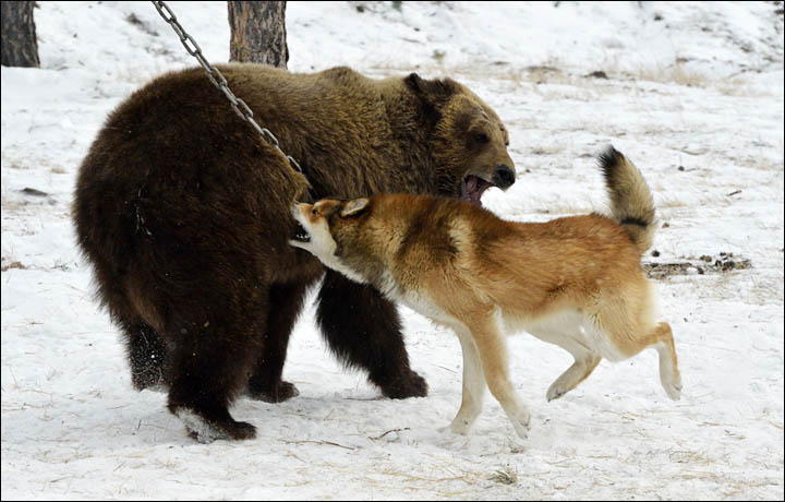 dog trained to hunt bears