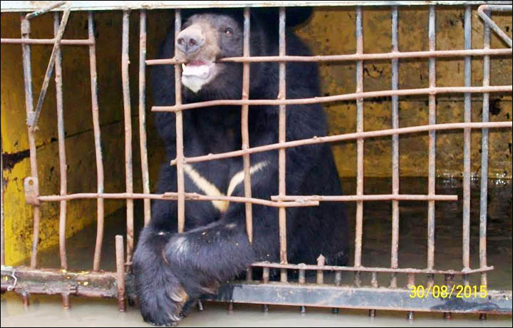 Caging animals is cruel essays