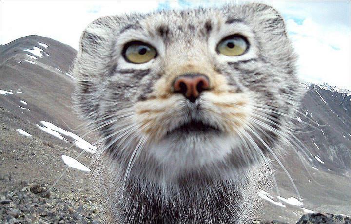 Photos of Adorable Manul, The Pallas's Cat in Mongolia