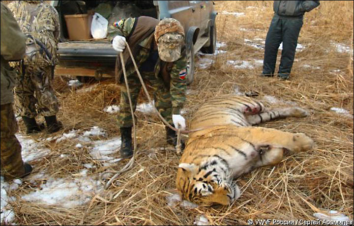 Shocking sight of one of the world's rarest tigers gunned down by illegal  hunter