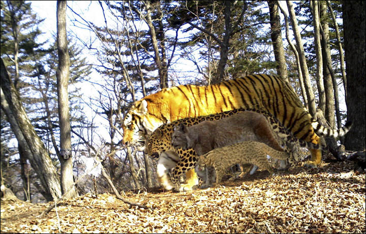 Size comparison of a Siberian tiger and brown bear after scenting the same  tree in Anyuisky National Park, Russia : r/interestingasfuck