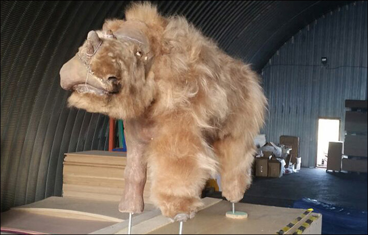 Scientists rebuilt a 30,000-year-old woolly rhino, and its name is Sasha |  BGR