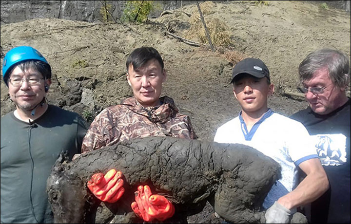 The foal that came in from the cold after 40,000 years | The Siberian Times reporter | 11 August 2018