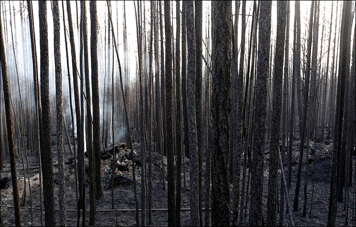 One Million Trees To Heal Burnt Siberian Taiga