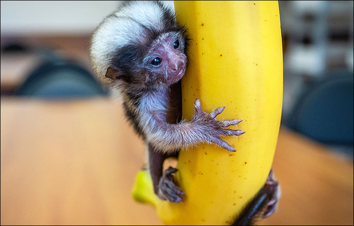 Wat leuk bijvoorbeeld levering Palm-size rare monkey abandoned by parents who turned all attention to twin  baby
