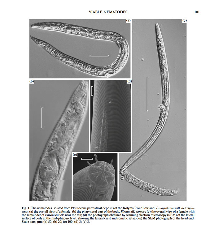 Nematode resurrected from Siberian permafrost