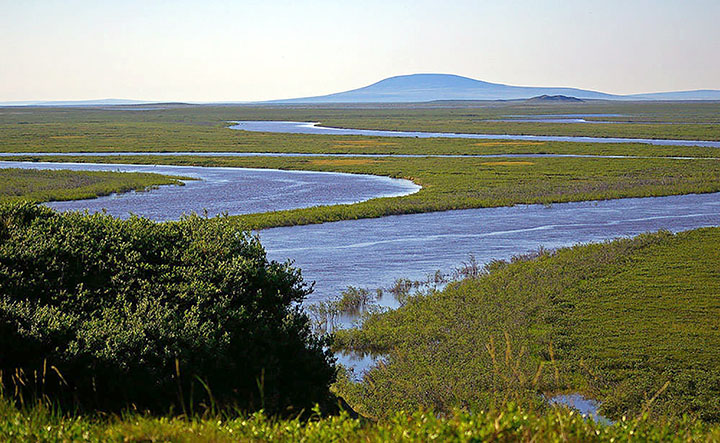 Vermes congelados no permafrost por 42.000 anos voltam ÃƒÂ  vida