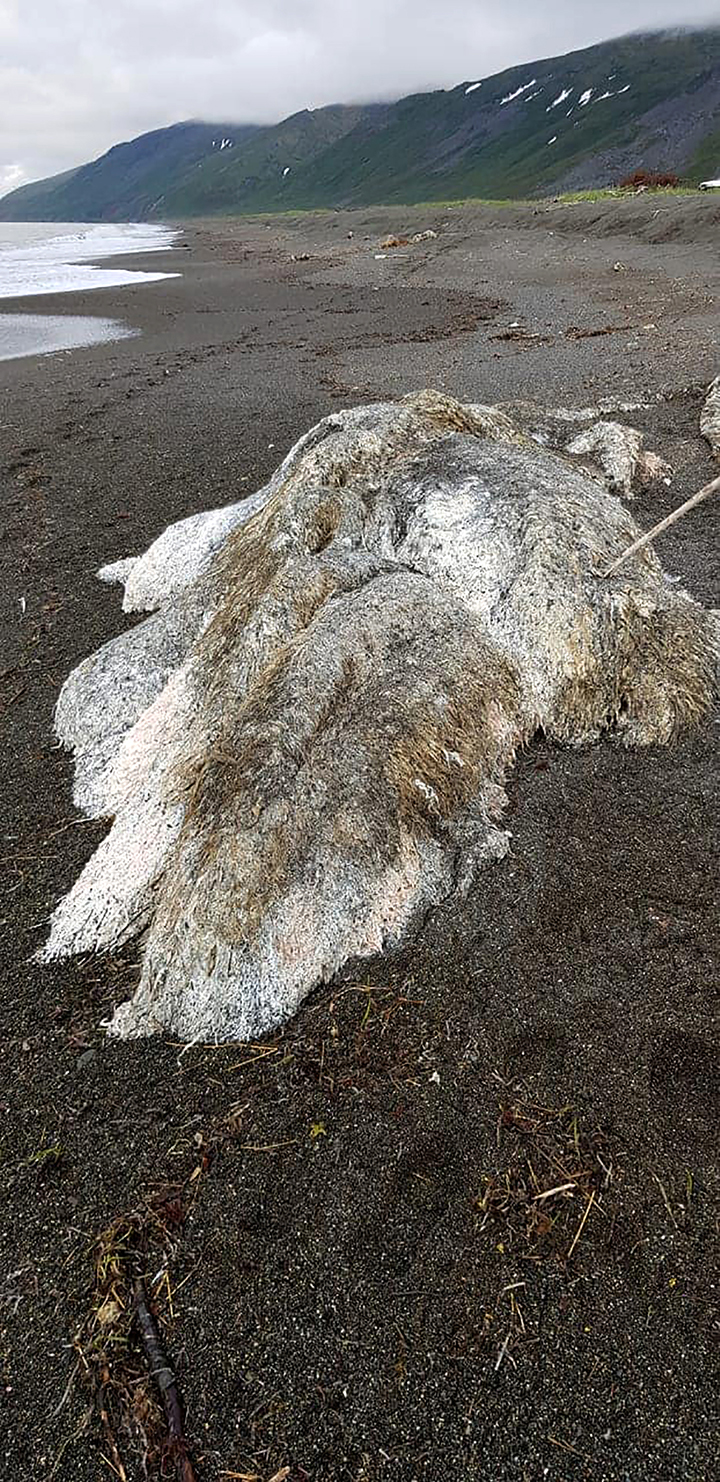 Huge 'hairy sea monster' washes up on Pacific coast: what can it be?