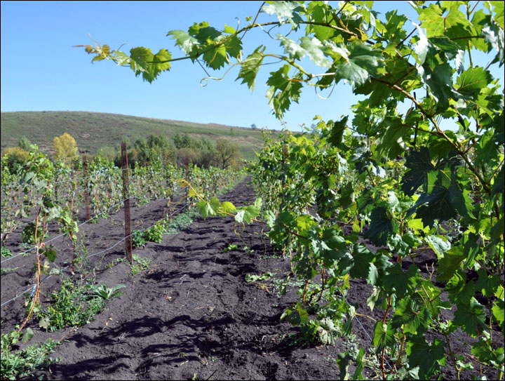 Coming soon: 'Chateau Permafrost', wine from Siberia