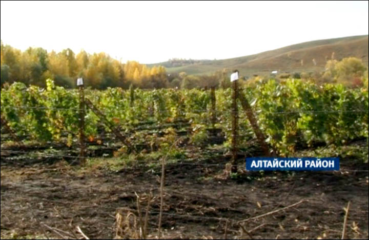 Siberia gets its own Pinot Noir and Chardonnay