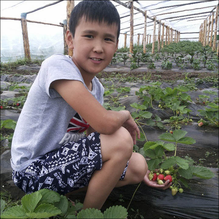 Strawberry in Yakutia