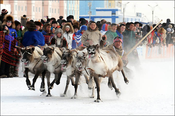 Reindeer race Siberia
