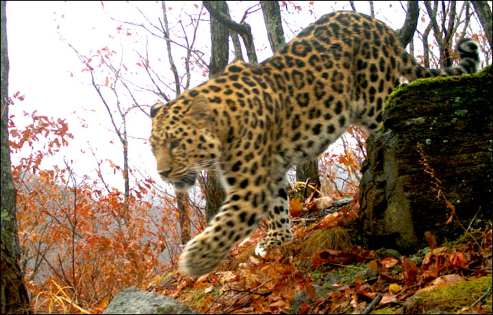 Amur Leopard the Far East of Russia