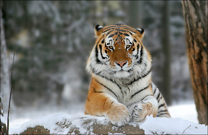Amur Tiger, by Sergei Belski