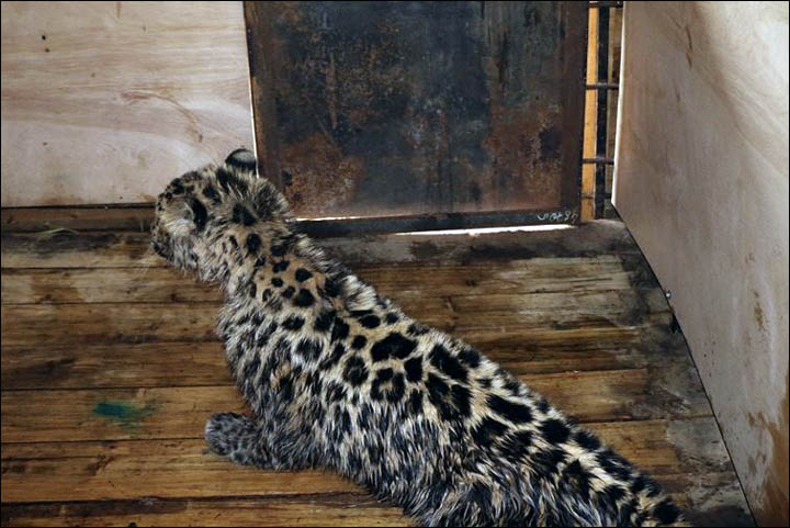 Amur leopard injured