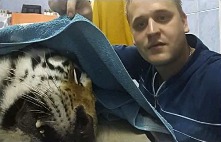 Siberian tiger injured