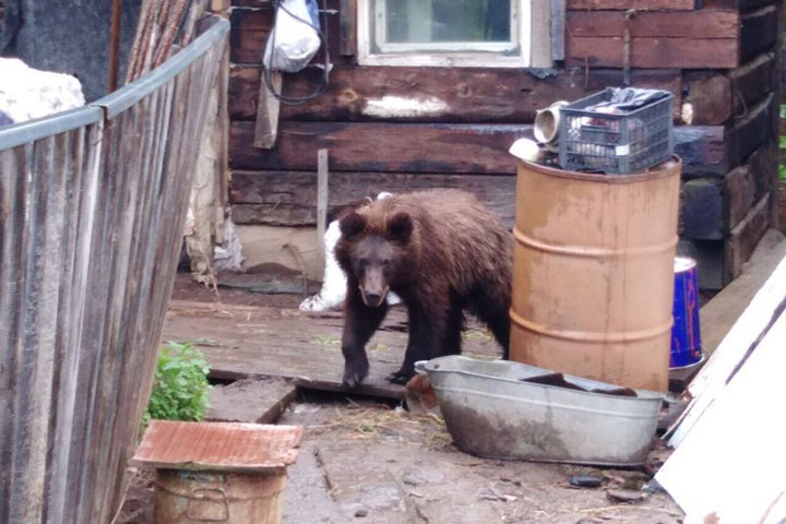 Aggressive bear in Zamzor village